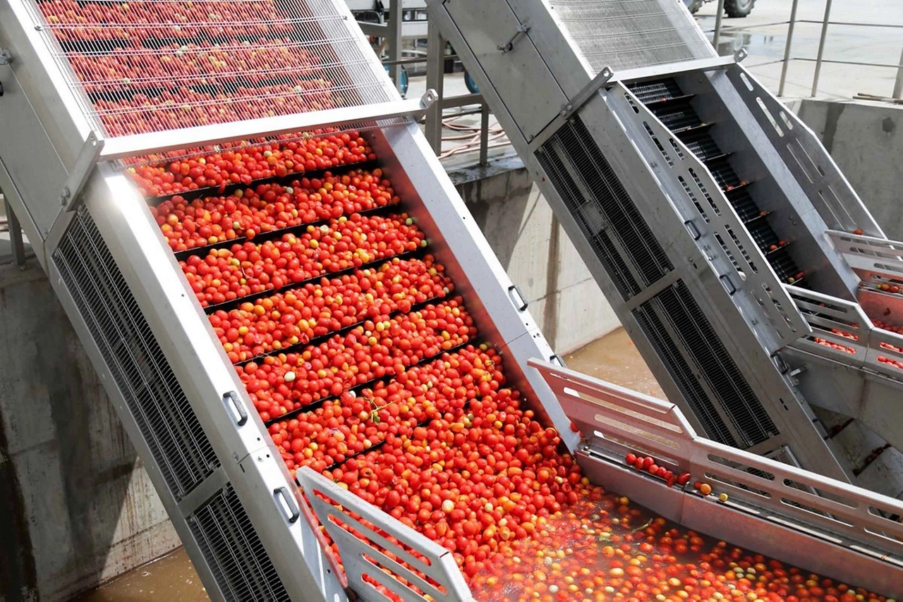 shop for processing vegetables: ripe tomatoes on a conveyor belt